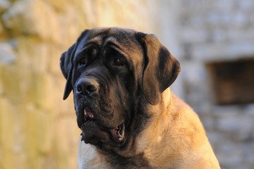 Portrait of a Mastiff Dog