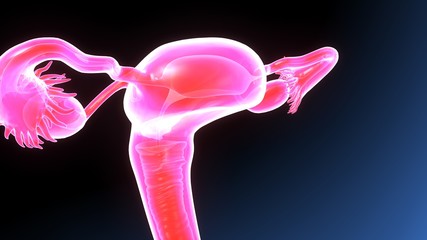 3d illustration of female reproduction system anatomy
