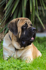 Portrait of a Mastiff Dog