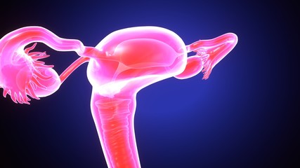 3d illustration of female reproductive system