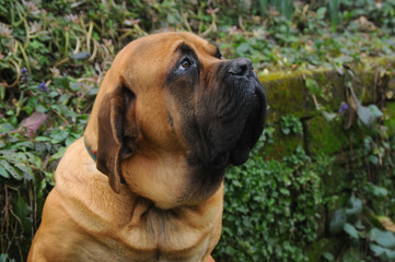 Portrait of a Mastiff Dog