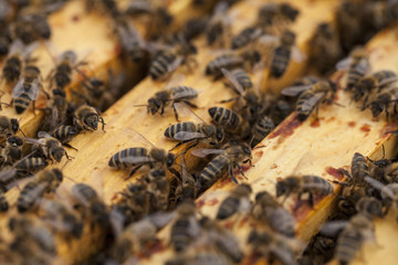 Working bees on a honeycomb.