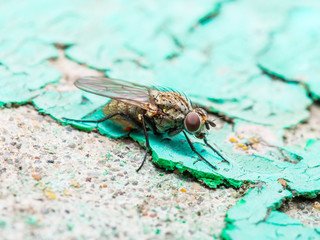 Drosophila Diptera Fly Insect Macro