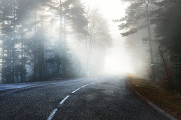 Fototapeta premium Asfaltowa droga prowadząca przez mglisty, ciemny tajemniczy las sosnowy. Alzacja Francuska