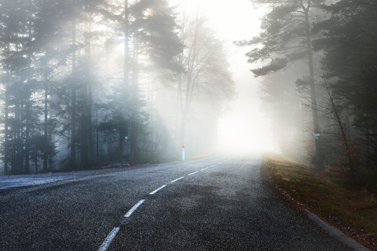 Fototapeta Asphalt road (highway) through the evergreen pine forest in a white fog. French Alsace, France. Atmospheric autumn landscape. Travel destinations, vacations, freedom, ecotourism, pure nature