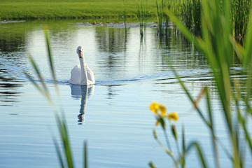 Beautiful white swan swimming in countryside river