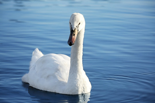 Beautiful white swan swimming in countryside river