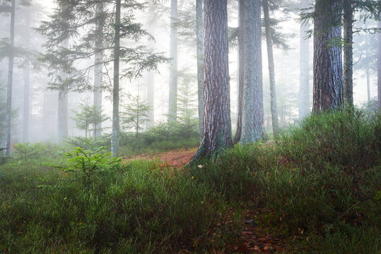 Fototapeta A scenic misty pine forest with a thick layer of moss