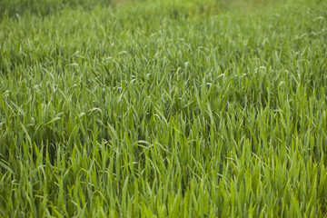 Green barley field in early summer