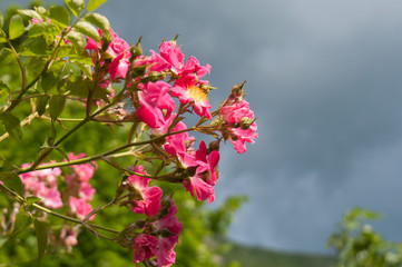 Dog rose blooming