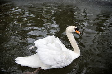 Naklejka premium swan bird with white feather and beak swim in lake
