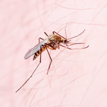 Malaria or Zika Virus Infected Mosquito Sting