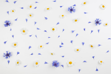 Daisy flowers and cornflowers pattern on white background. Flat lay, top view