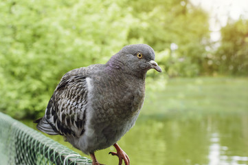 Dove in the park in the rain on a summer day, Close-up, selective focus.