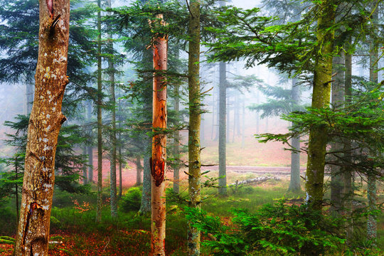 Fototapeta A distant path in a misty pine forest. French Alsace, Vosges mountains