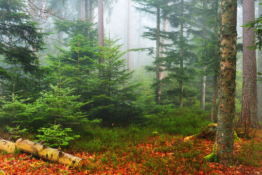 Fototapeta A scene in a misty pine forest with small pines and a fallen tree stump. French Alsace, Vosges mountains