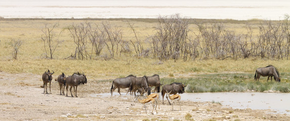 Wide-cropped view of Wildebeest and Springbok at a watering holed in the Etosha Wildlife Reserve in Namibia.