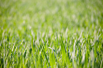 Green grass