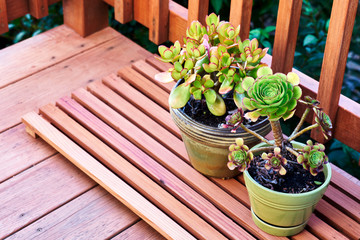 Succulent plants on a redwood deck. California, USA