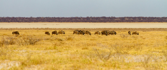 Fototapeta na wymiar A wide-cropped view of a herd of Wildebeest on the edge of the huge salt pan central to the Etosha Wildlife Reserve in Namibia. It was very dry at the time - the summer rains were overdue.
