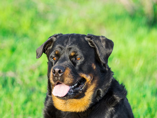 Rottweiler Dog Portrait