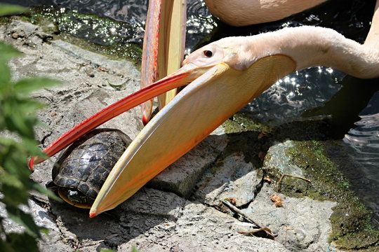 White pelican with a turtle in its beak