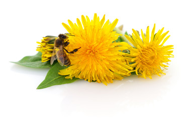 Honeybee and yellow flower © Anatolii