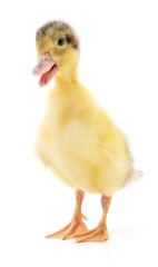 one yellow duckling