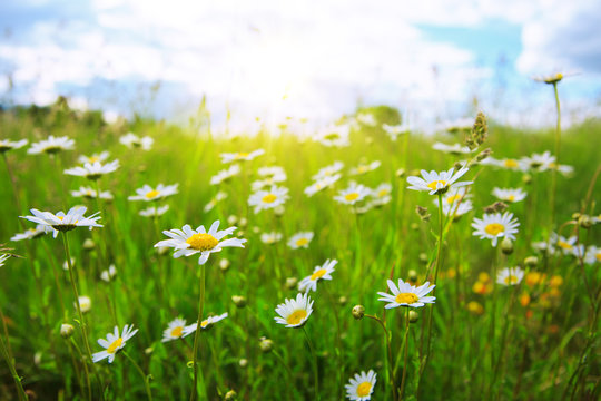 Daisy field in the sunny summer day.