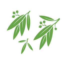 Eucalyptus. Isolated leaves on white background