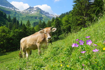 Kuh auf Bergwiese in den Alpen