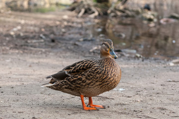 Duck on the ground.