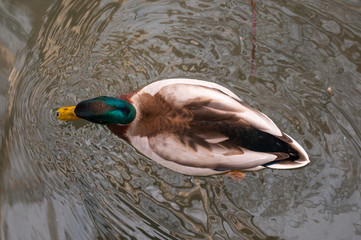 Duck in the water. The view from the top.