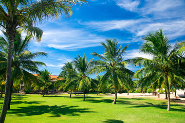 Palm trees against blue sky