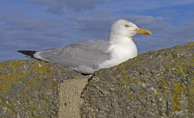 Fototapeta premium Herring gull