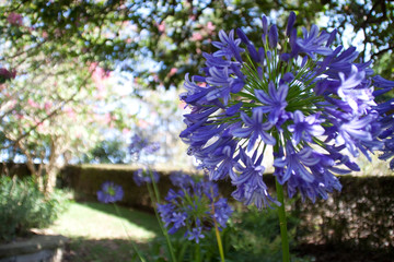 Obraz premium Purple Blossom