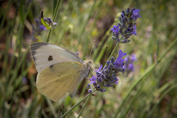 farfalle sulla lavanda