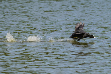 Coot wild duck running across the lake chasing off a female mallard duck