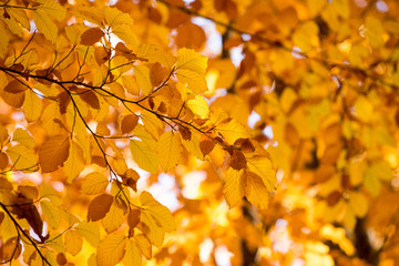 Colourful leaves in autumn season