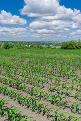 Fototapeta na wymiar Corn field in summer