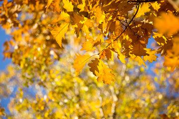 Fototapeta na wymiar Colourful leaves in autumn season