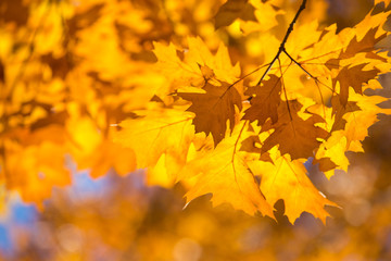Obraz na płótnie Canvas Colourful leaves in autumn season