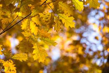 Colourful leaves in autumn season