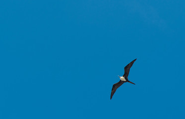 Frigatebird