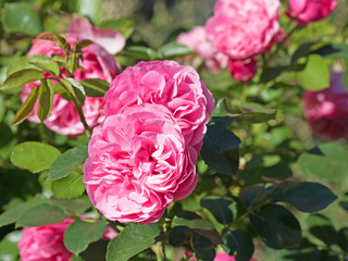 Rosen,  Kulturrosen, Rosa, Roses