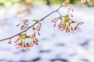 Damaged cherry blossom branch in Washington DC with unopened white petal flowers and snow