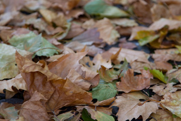 Autumn leaves