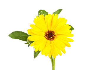 Flower of calendula isolated on a white background, close up