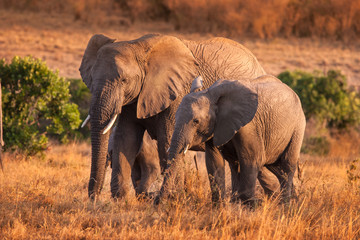 Fototapeta na wymiar Elephant with baby elephant. A herd of elephants. Family of elephants. Kenya. Africa. Safari in Africa.