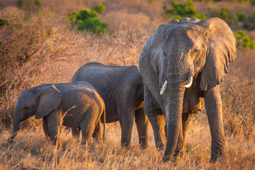 Elephant with baby elephant. A herd of elephants. Family of elephants. Kenya. Africa. Safari in Africa.